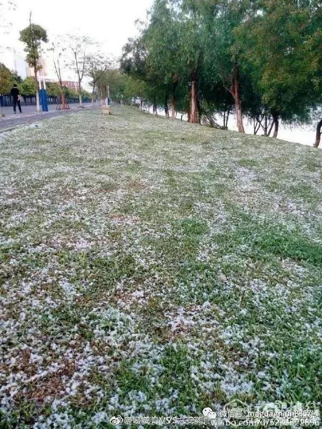 柳絮纷飞的古诗词,关于柳絮飞舞的古诗句