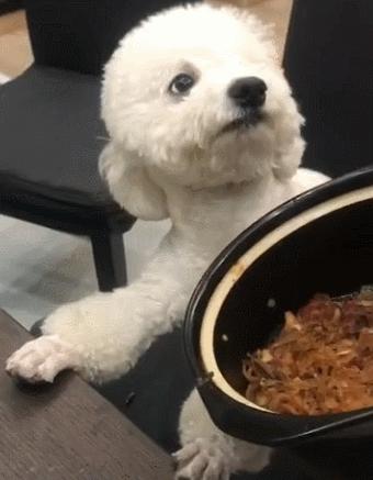 比熊犬泪痕处理方法,比熊犬泪痕特严重怎么办