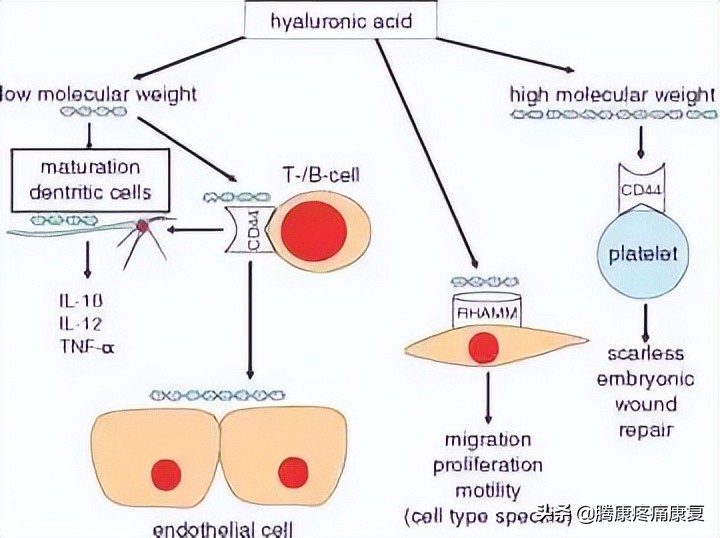 ha玻尿酸极润保湿,ha玻尿酸护肤品好吗