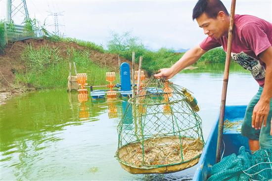 锯缘青蟹多少钱一只,锯缘青蟹家常做法