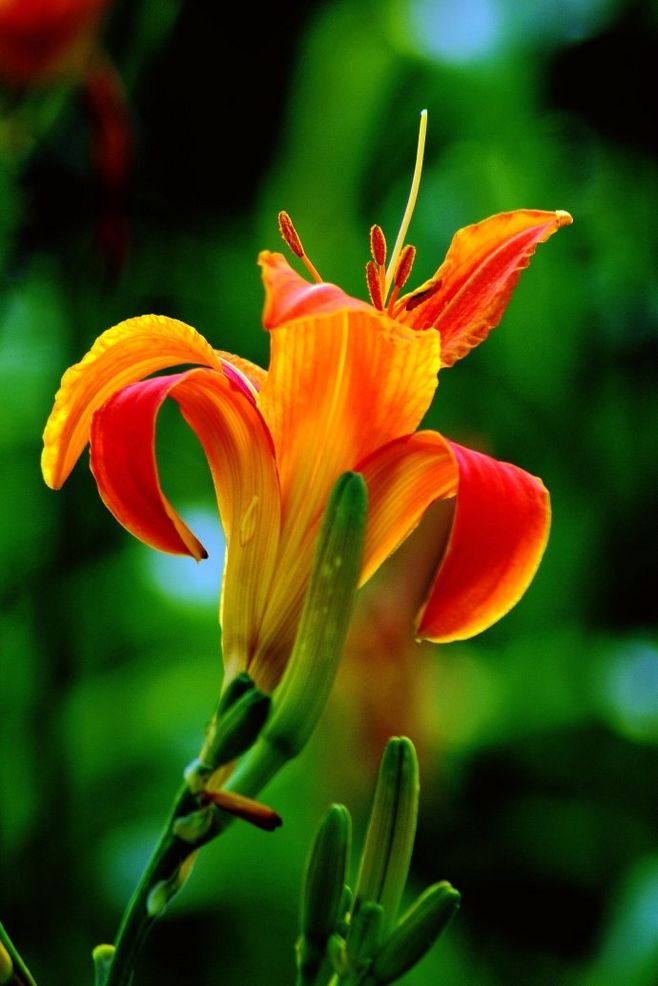 视觉盛宴五种赏花名花供您选择,春天十种最美的花介绍