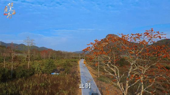 在海南踏青打卡,海南木棉红风景