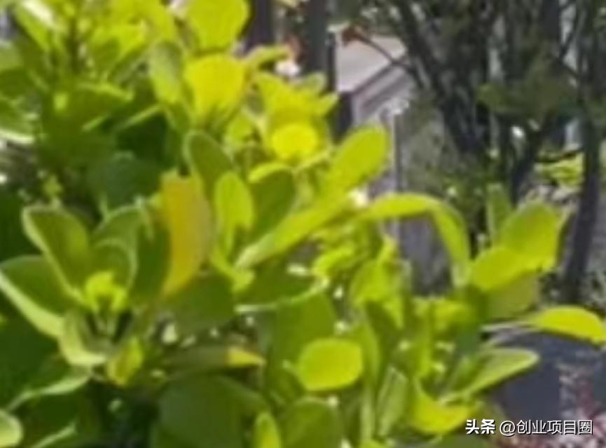 利润很吓人的冷门生意项目,冷门暴利1天一万生意