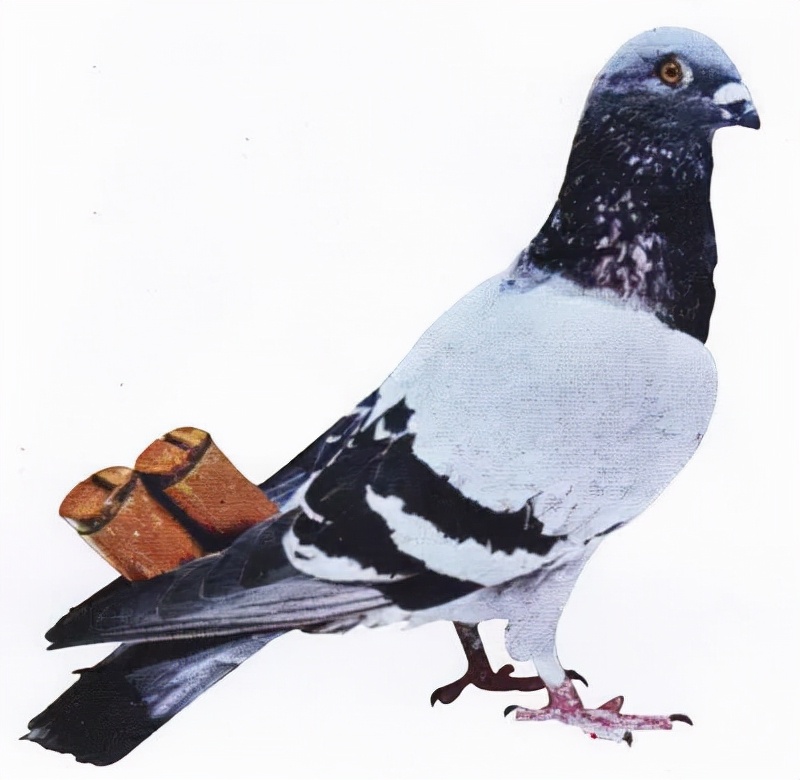 鐧鹃笩楦ｆ槬楂樻竻鍥剧墖,鐧鹃笩楦ｆ槬椋庢櫙瑙嗛