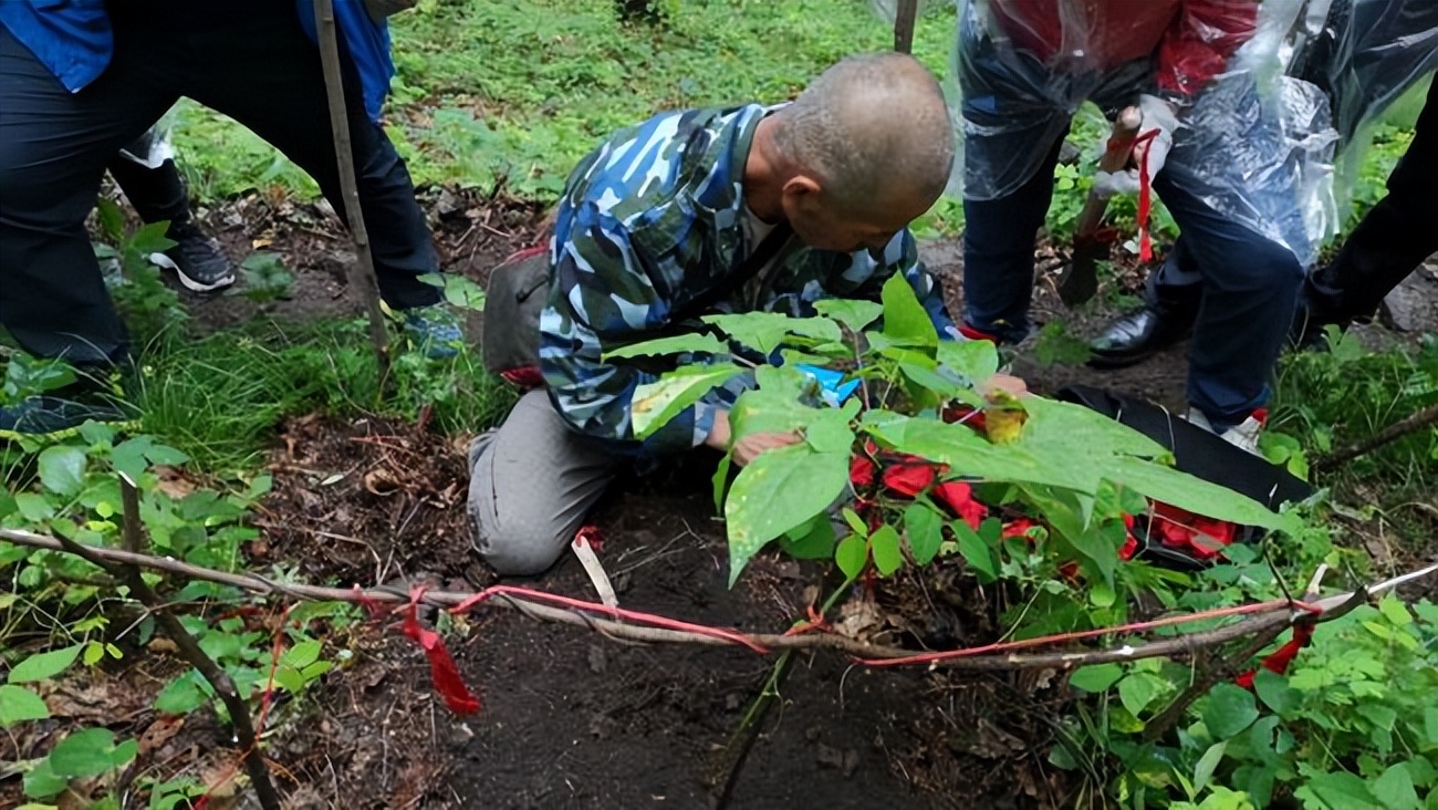 人参和园参品种一样吗,野生人参8两多少钱