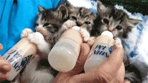 幼猫恒温喂奶器,猫咪专用的喂奶器