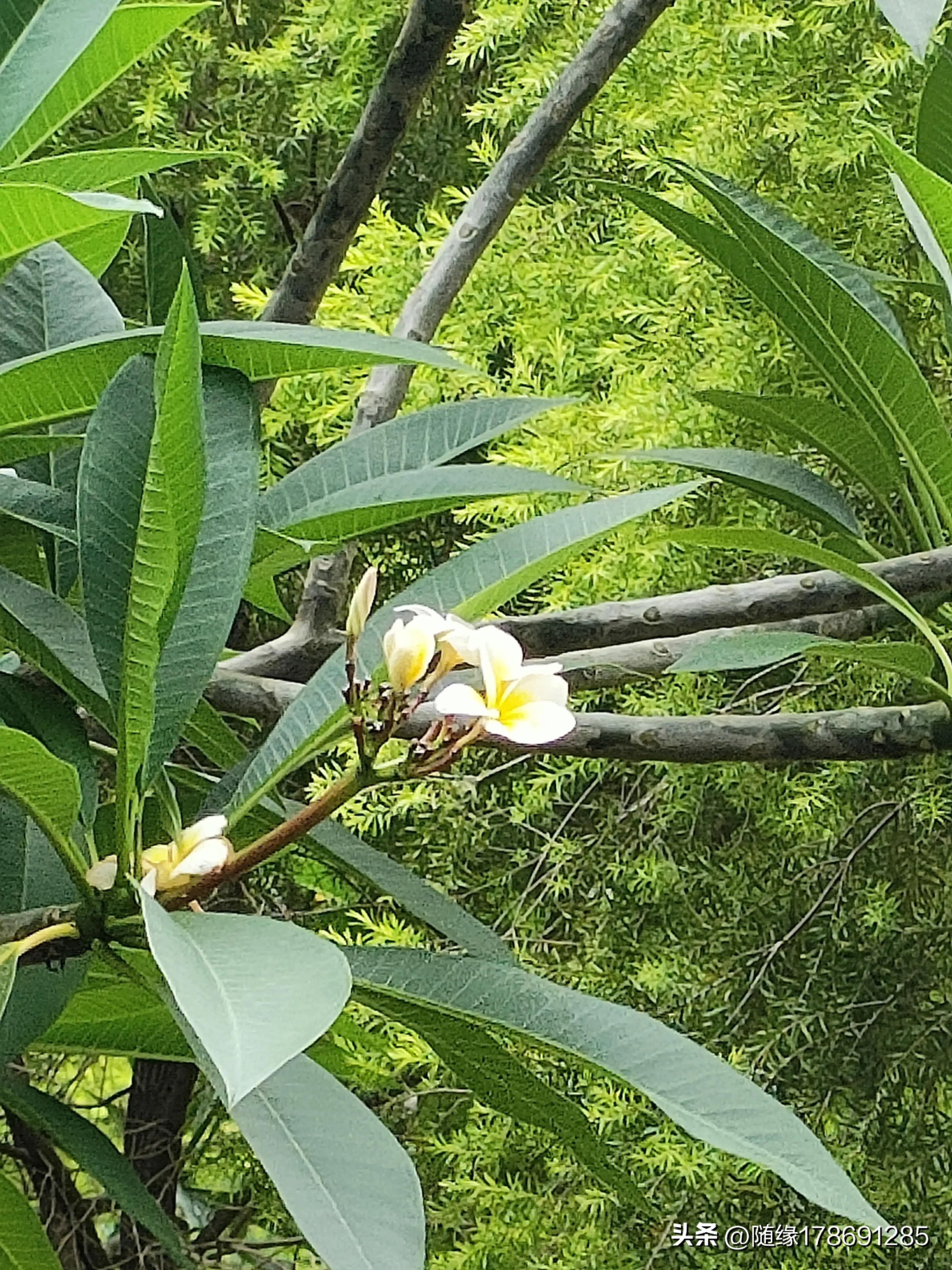 鸡蛋花开,又到了鸡蛋花开的季节
