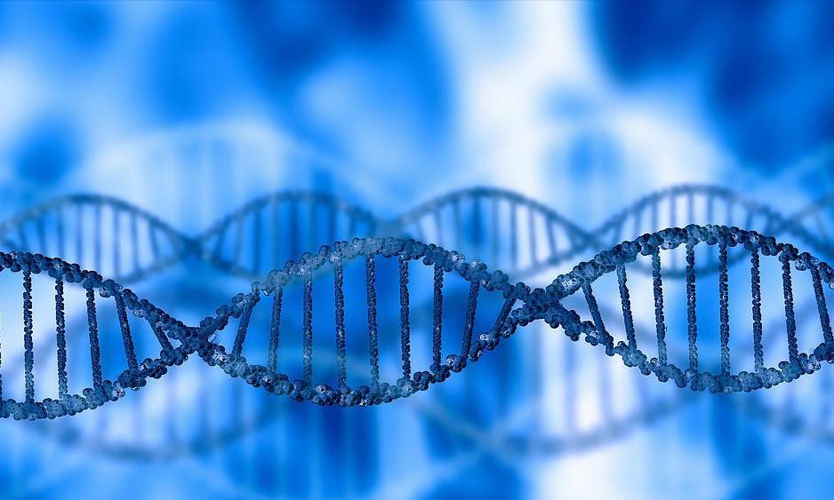 基因组学应用于癌症治疗,基因组学在育种的应用