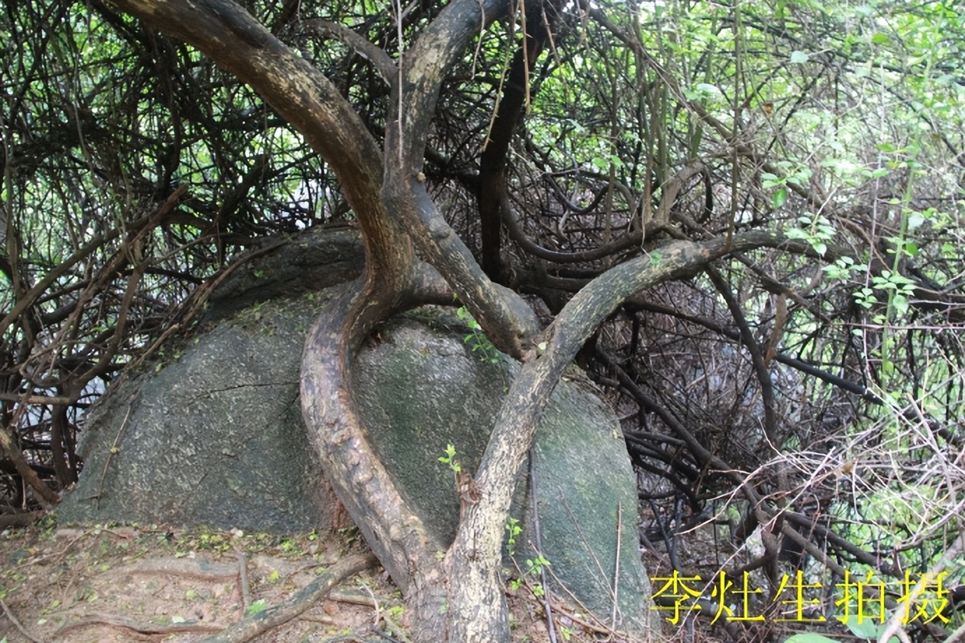 杨四将军庙简介,杨四将军庙在哪个位置