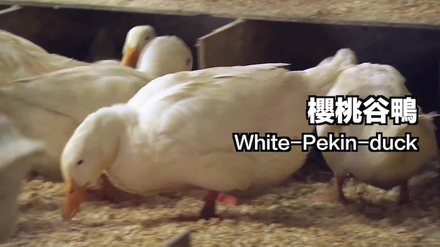 鸭：一鸭战四虎？弹射胜航母？鸭子的真相，也许超乎你的想象