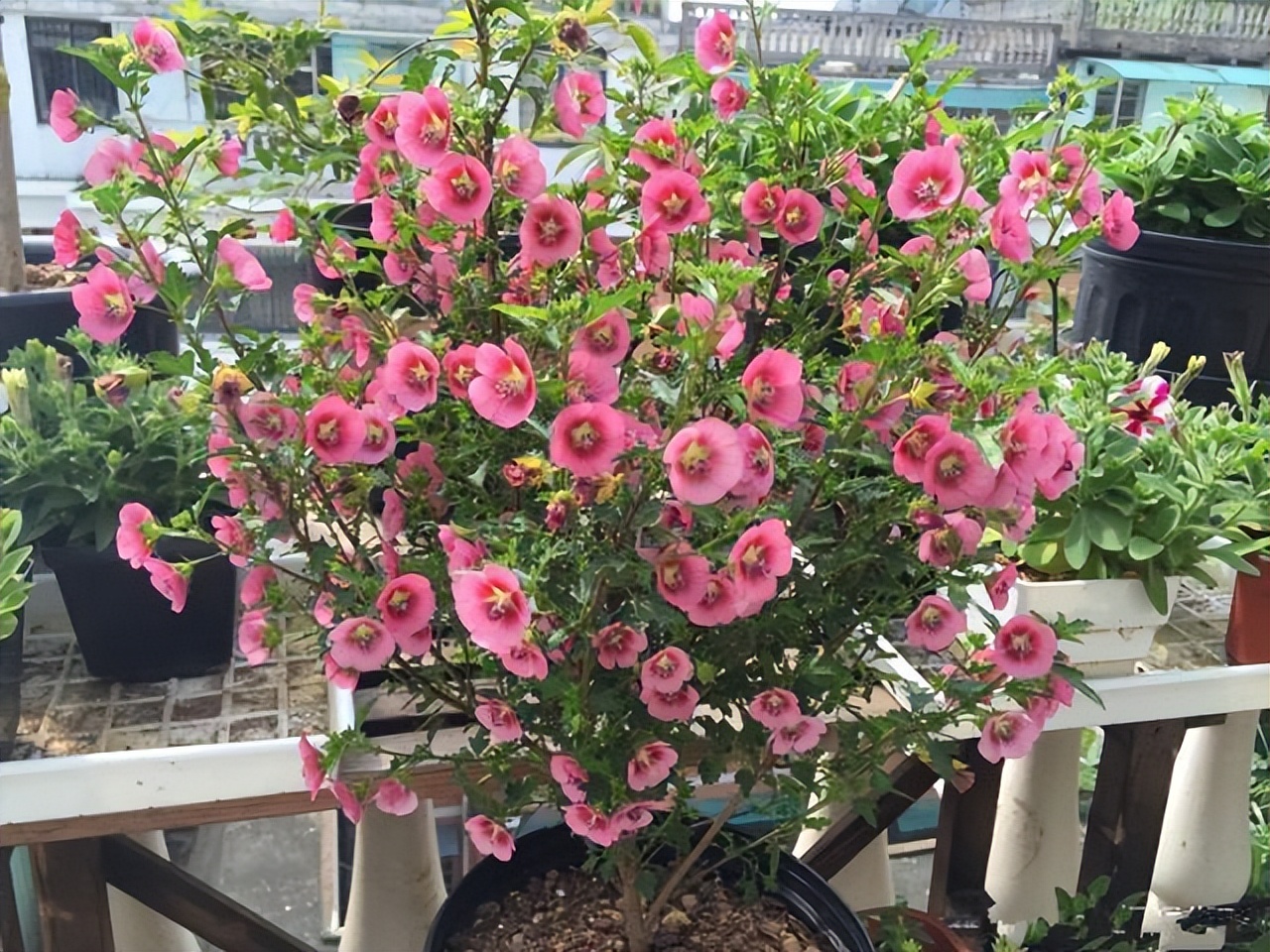 养水牛种什么草最好养,高温下雨后养兰花