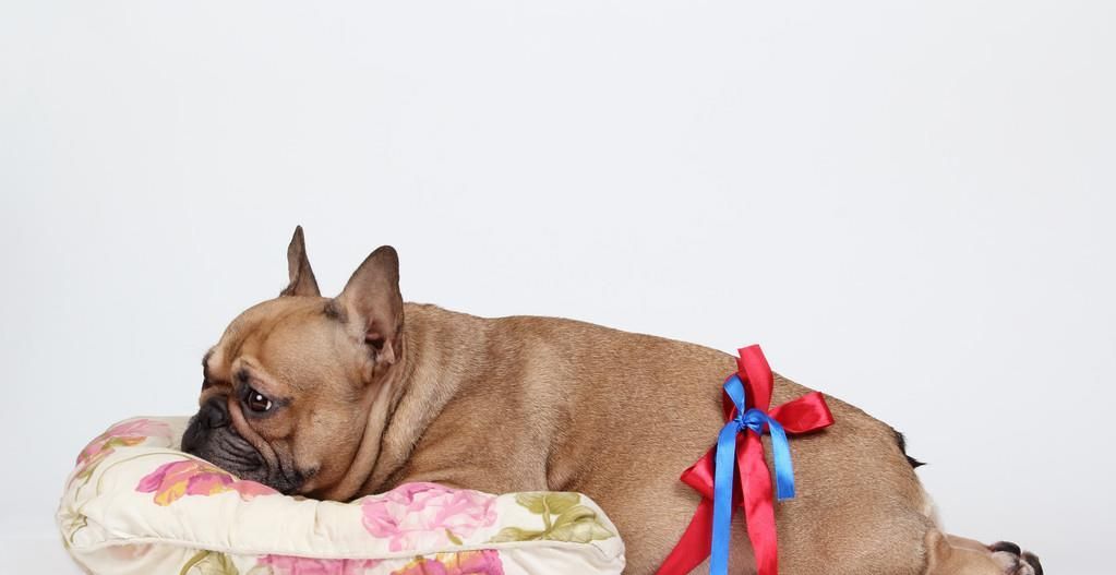 狗狗泌尿道疾病症状,狗狗妇科疾病预防