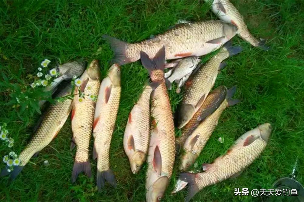 夏季钓鱼的几个技巧,冬季钓鱼注意这几点也能渔获满满