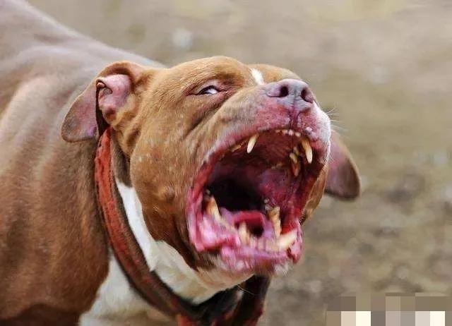 名犬第一版,世界十大猛犬比特犬