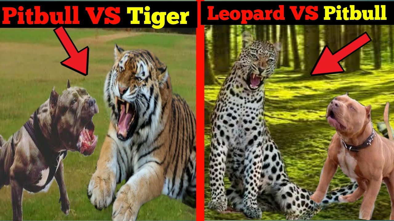 比特犬vs老虎纪录,老虎vs比特犬的犬齿