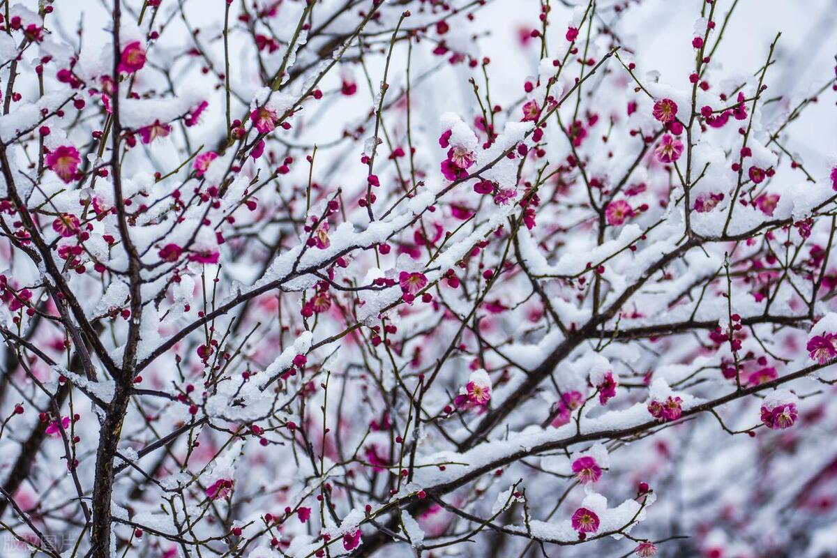 【每月娇点】高阳台·那季花开