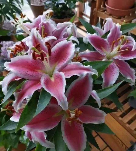 百合花有哪种常见病,百合花常见的病虫害及防治措施