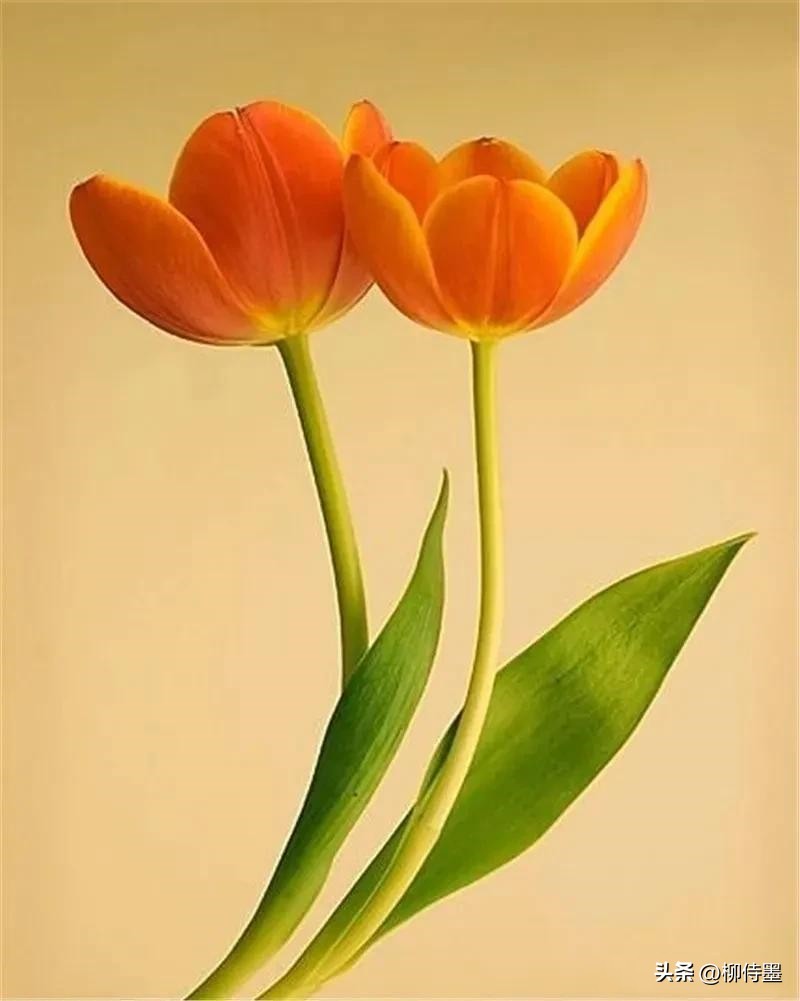 如何拍摄高清花朵照片教程,拍照技术技巧花朵