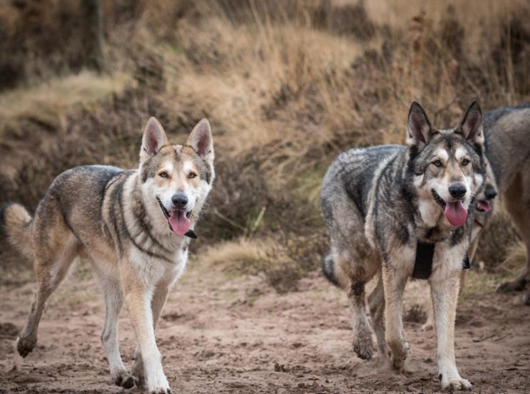 中华田园犬的血统是狗中最高贵的,中华田园犬五大名狗品种