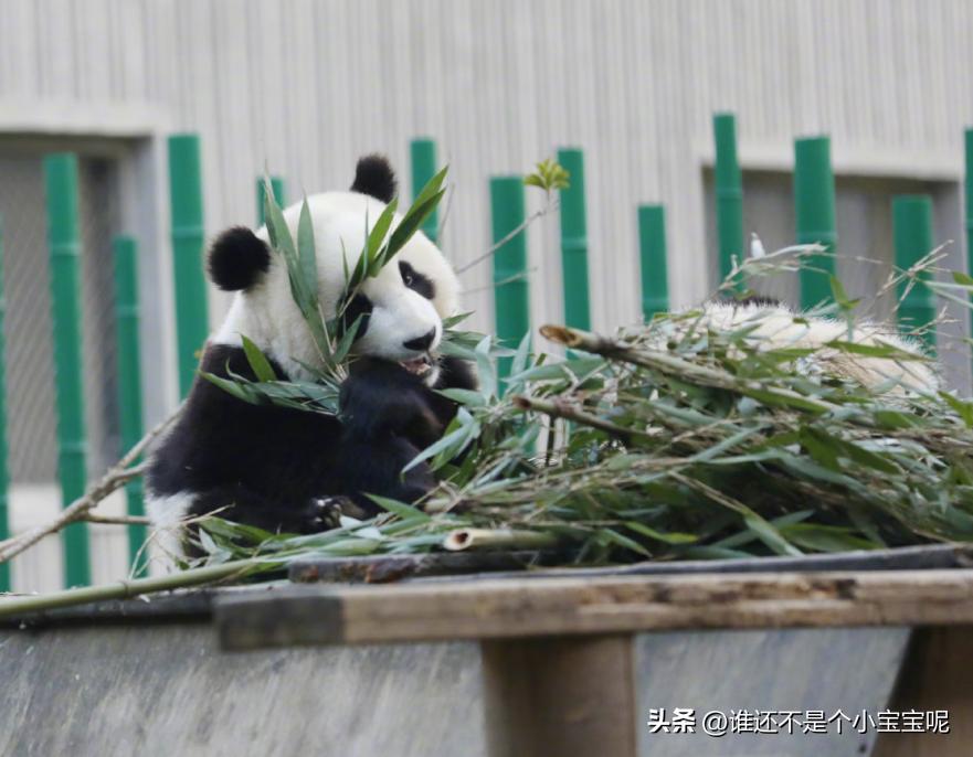 大熊猫皓月和花花,大熊猫花花有几个绯闻男友