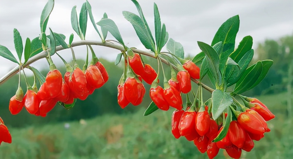 耳鸣耳聋特效中药,聪耳丸耳鸣耳聋特效方