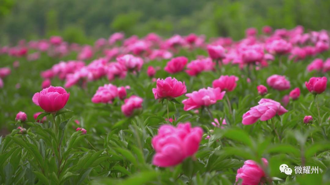 百亩芍药花海吸引人,丰县顺河千亩芍药盛开