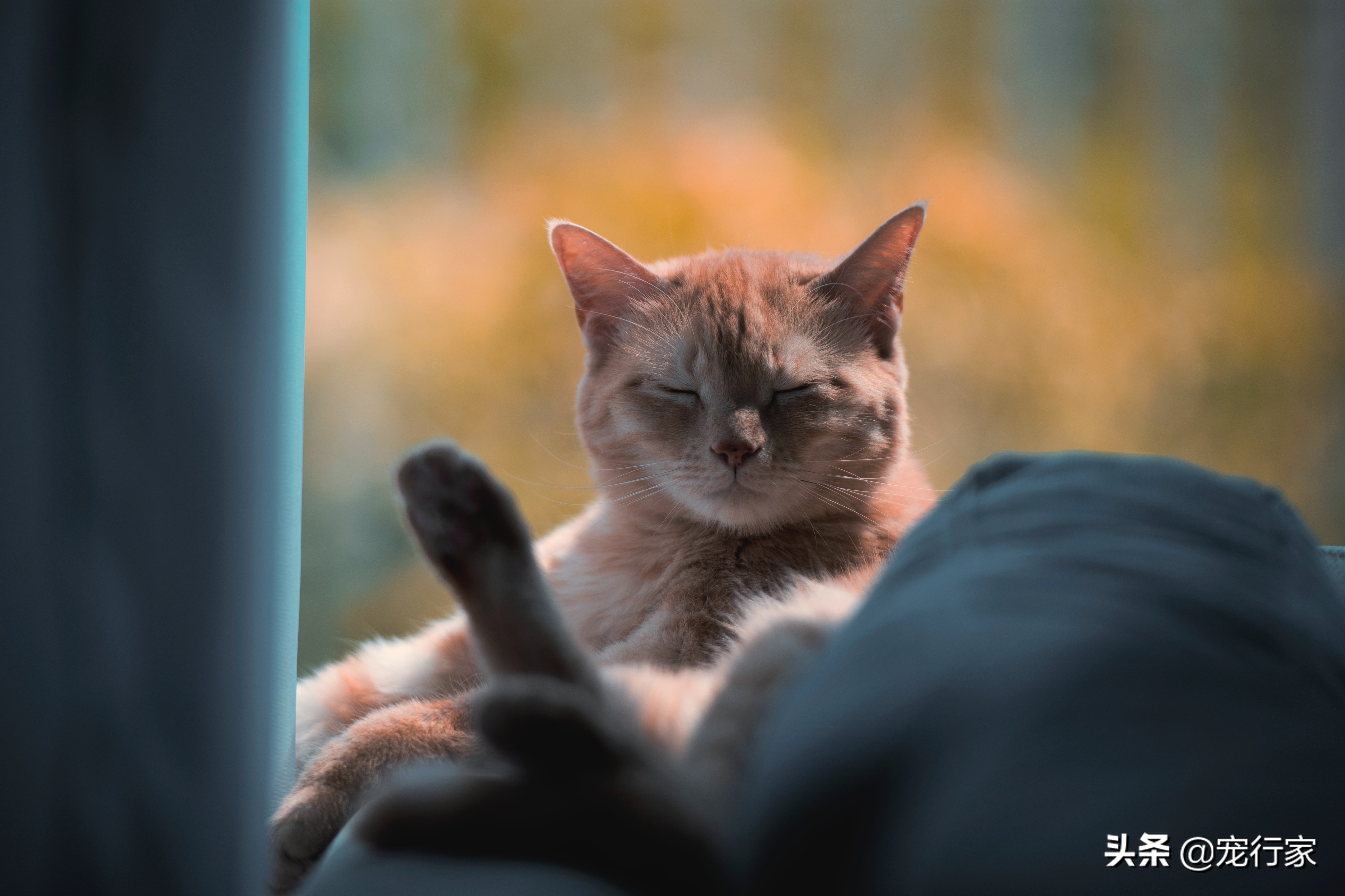 猫屎臭味如何解决,猫屎的臭味怎么解决