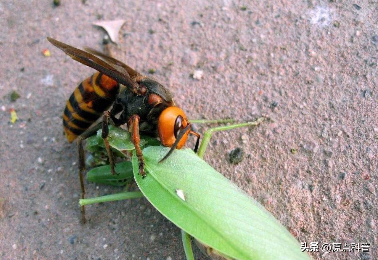 美国的昆虫入侵,盘点入侵美国的七大昆虫