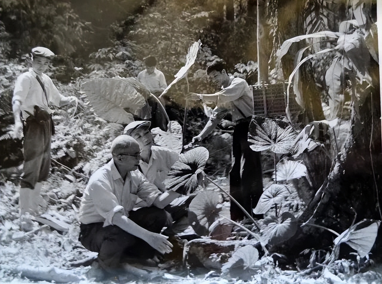 植物学家许再富：从事热带雨林科研事业一甲子的中科院“终身研究员”