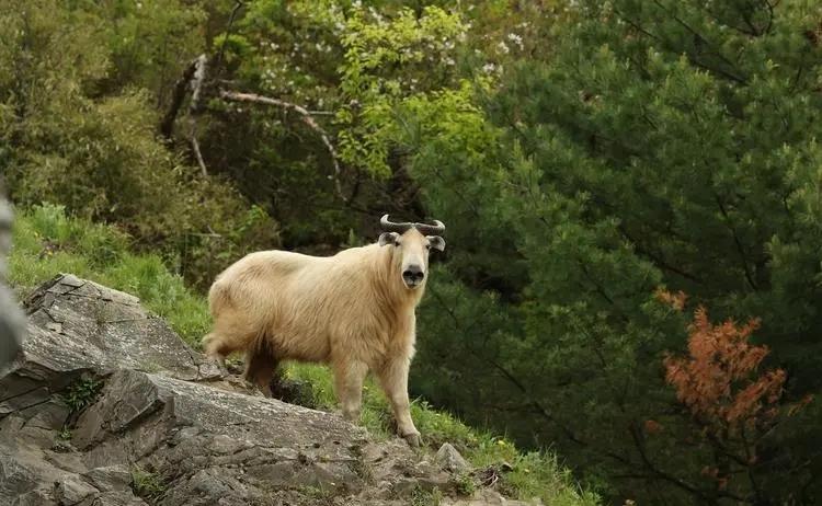 陕西眉县现一头“怪牛”该男子喂它很多次，网友看到：秦岭杀手王