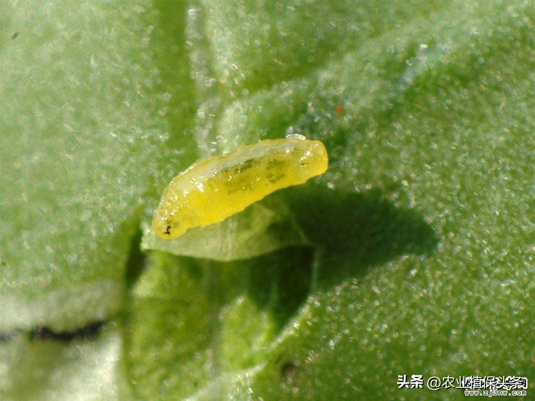 昆虫的习性与行为与害虫防治,害虫防治与昆虫分类