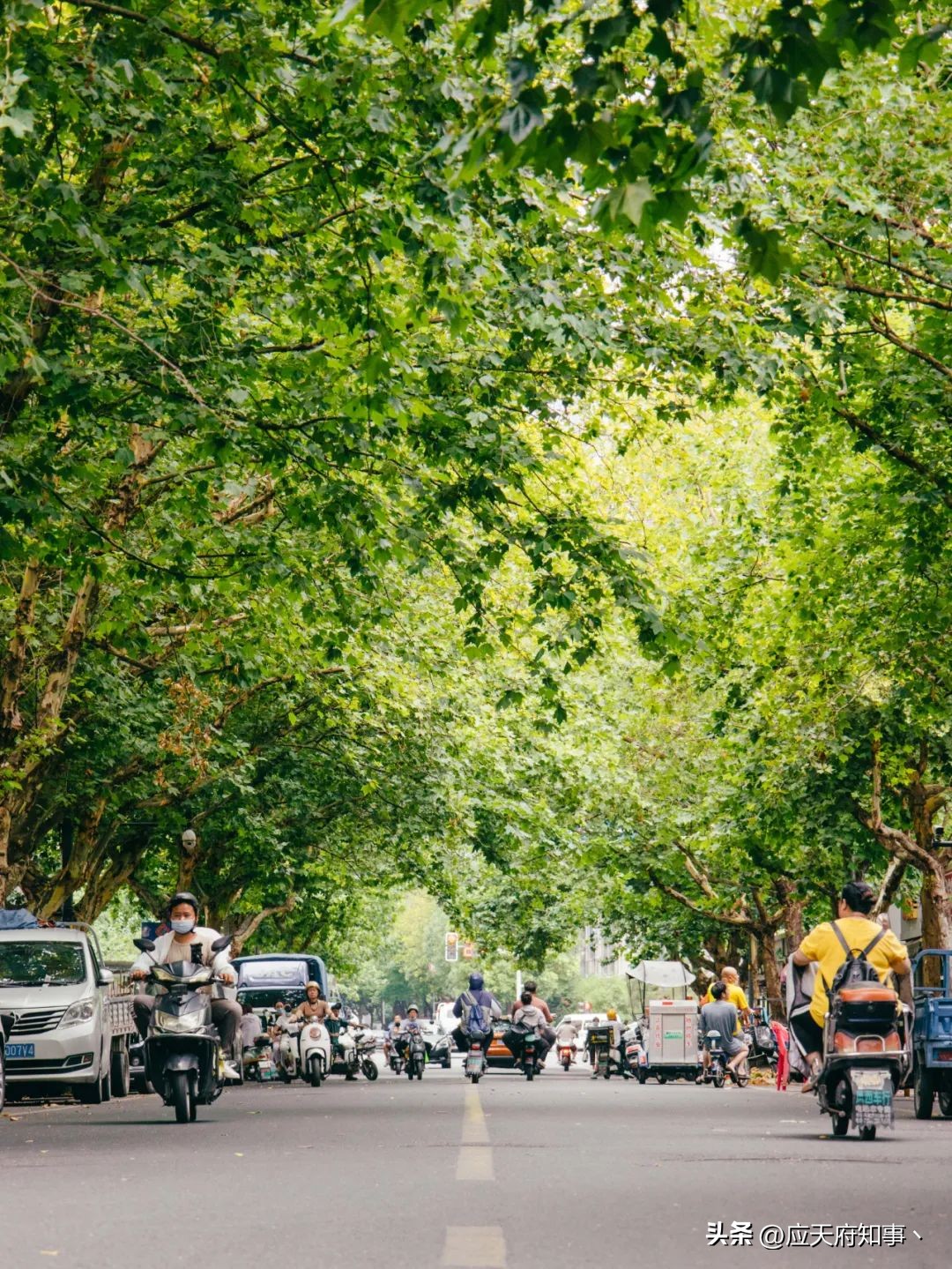 梧桐树寄托乡愁的诗句,关于南京的梧桐树文章