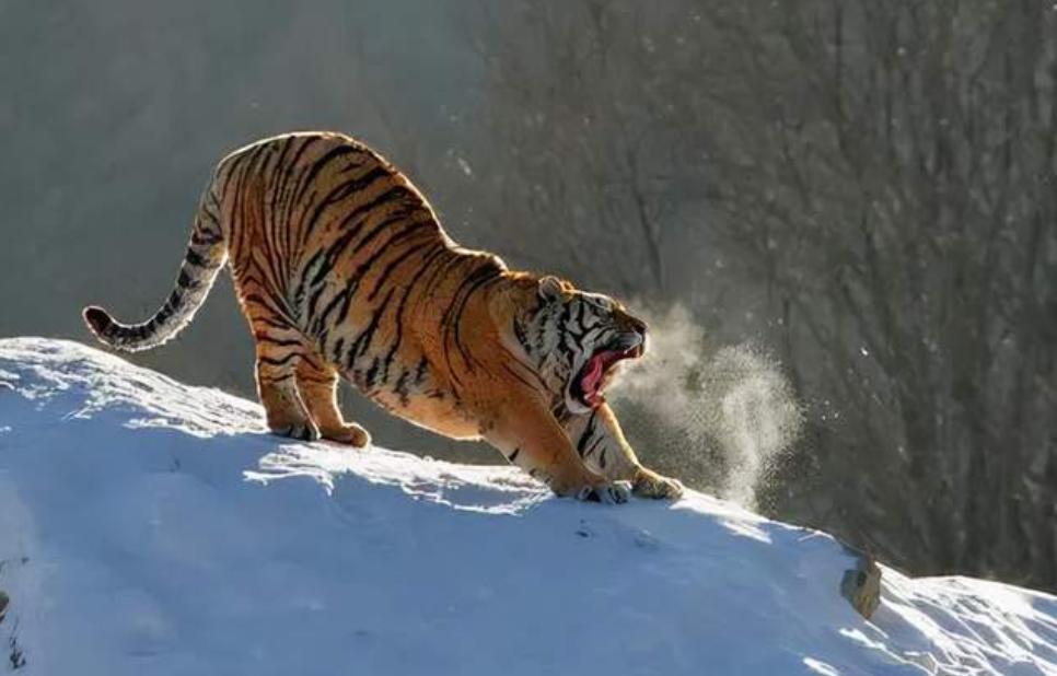 男子把狗吓尿,男子遇到怪物被吓尿