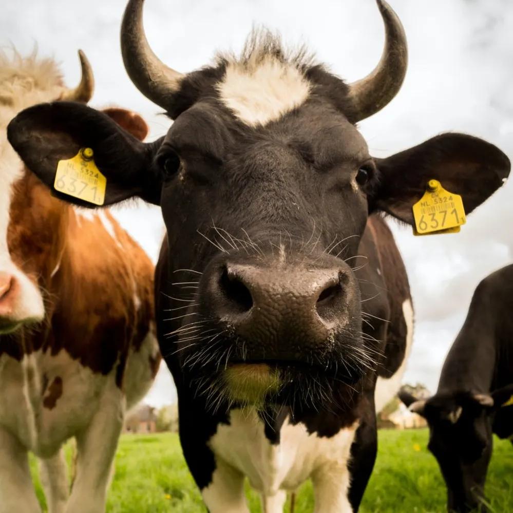 牛和牛互相顶头是怎么回事,牛和羊比力气