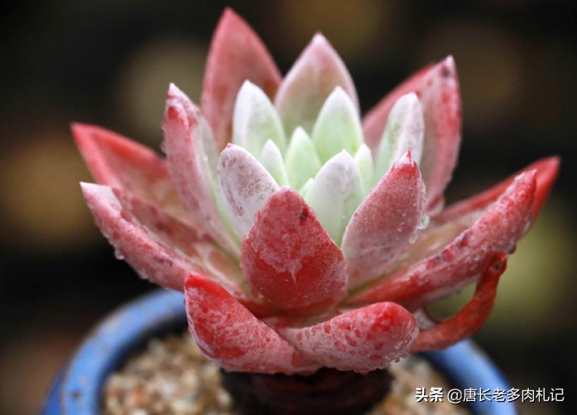 仙女杯多肉怎么养成粗壮,多肉仙女杯最佳状态