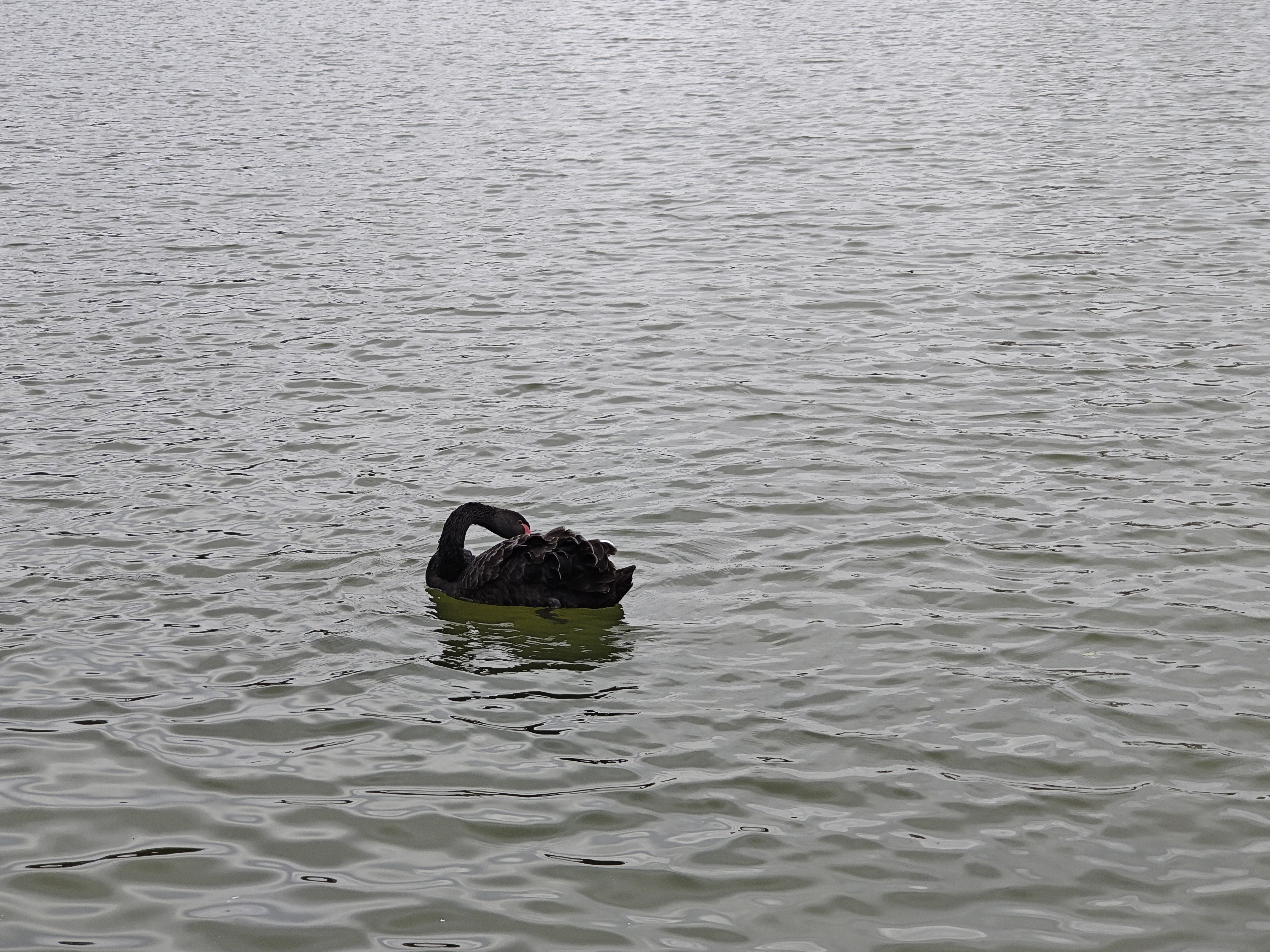 厦门南湖公园落羽杉红了吗,厦门园博园落羽杉