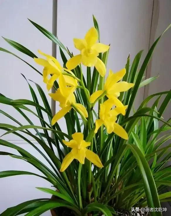 芝兰生于深谷不以无人而不芳出处,100幅历代名家兰花图值得一看再看