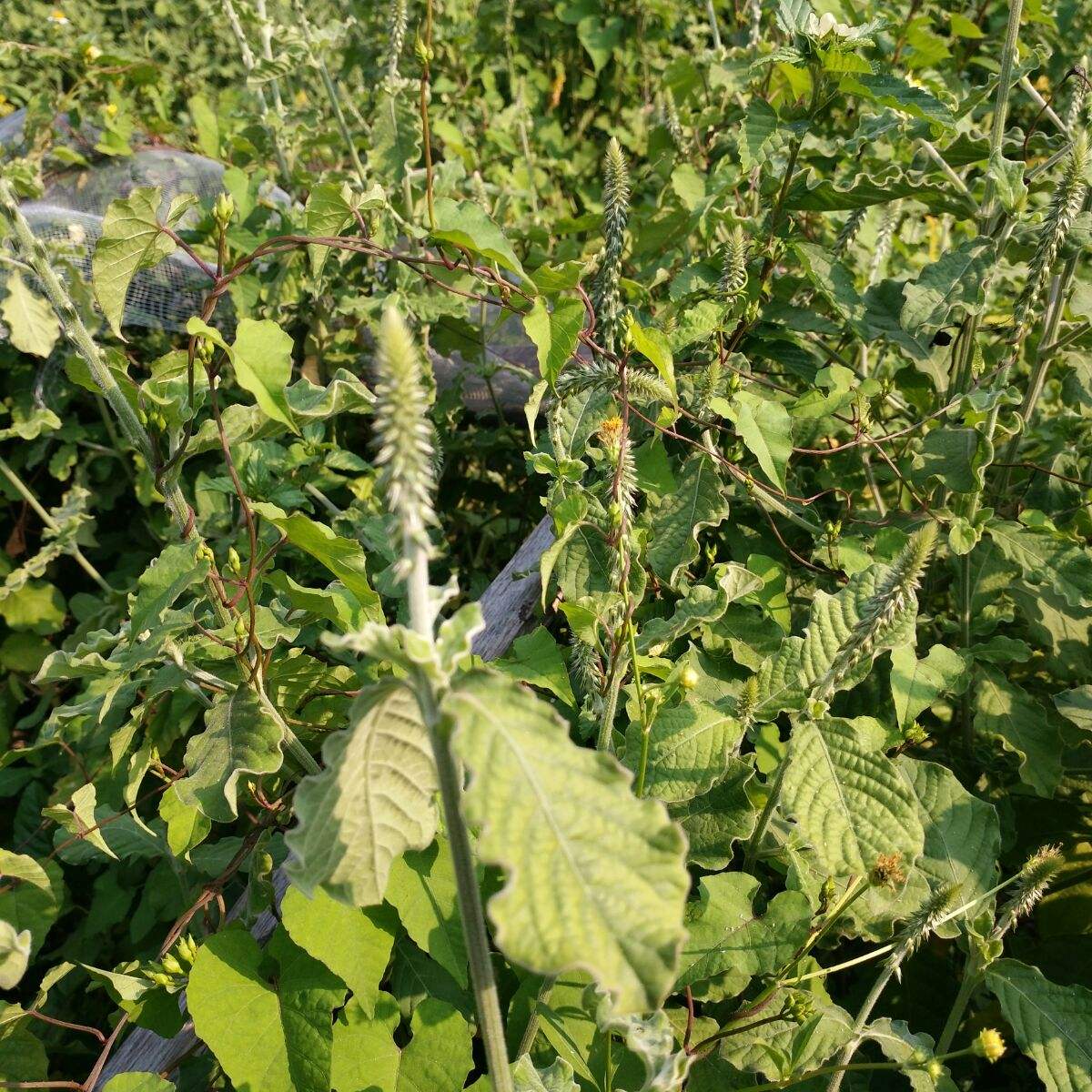 真实故事：八旬老人病危，医生束手无策，被儿子用“土”煮水治好