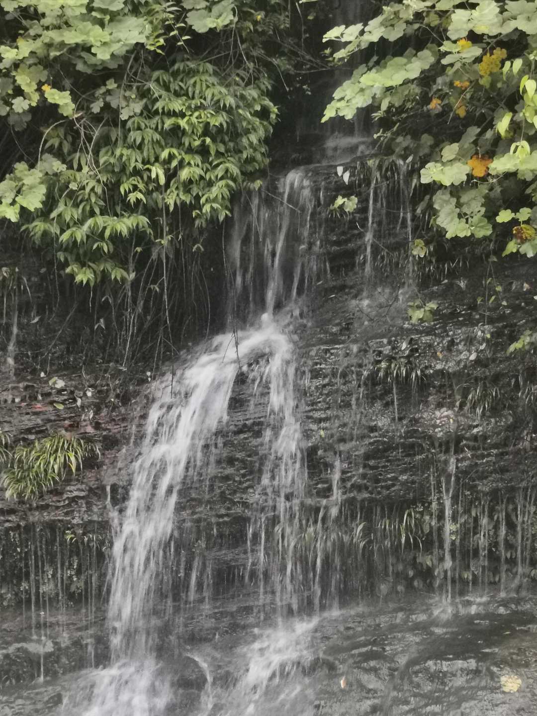 不为人知的土家神茶,回甘神茶