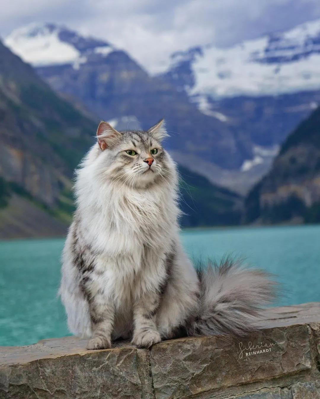 瑞士猫和俄罗斯猫,俄罗斯猫西伯利亚猫