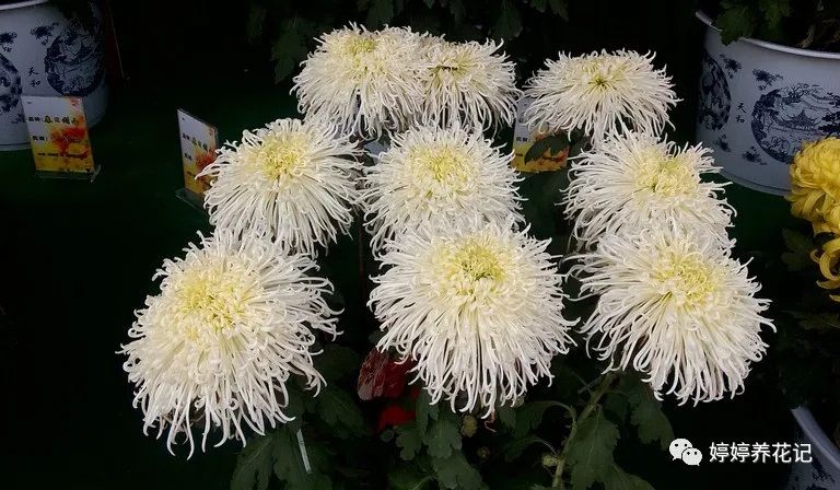 什么植物吸甲醛还能放在房间里面,植物吸甲醛好还是活性炭吸甲醛好