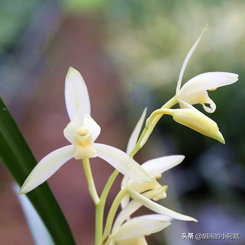 兰花哪个比较香好养又好看,兰花怎么养有香味好闻点