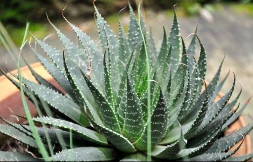 喜欢养花的人更养人,喜欢养花的能不能养猫