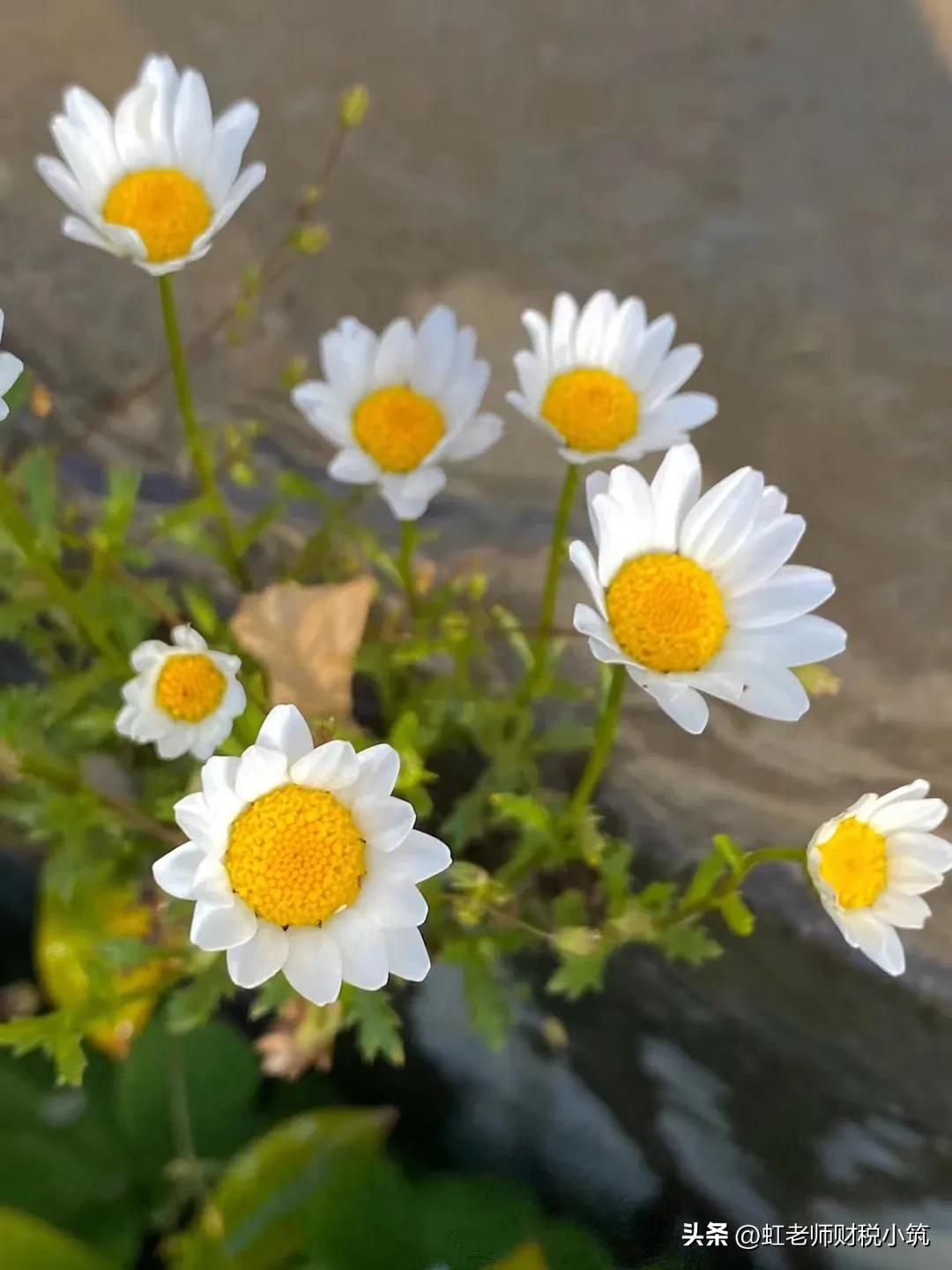 2023年节能宣传周暨“绿动河南”绿色经济活动方案征集建议