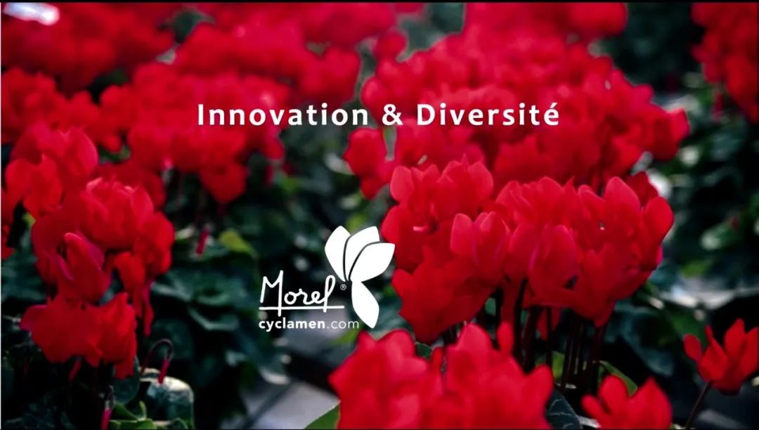 娉曞浗鑾幈灏斾粰瀹㈡潵鍝佺,鑾幈灏斾粰瀹㈡潵