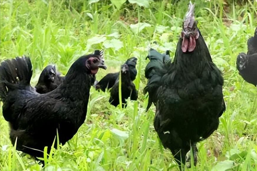 绿壳蛋鸡的养殖全过程,绿壳蛋鸡的正确养殖方法