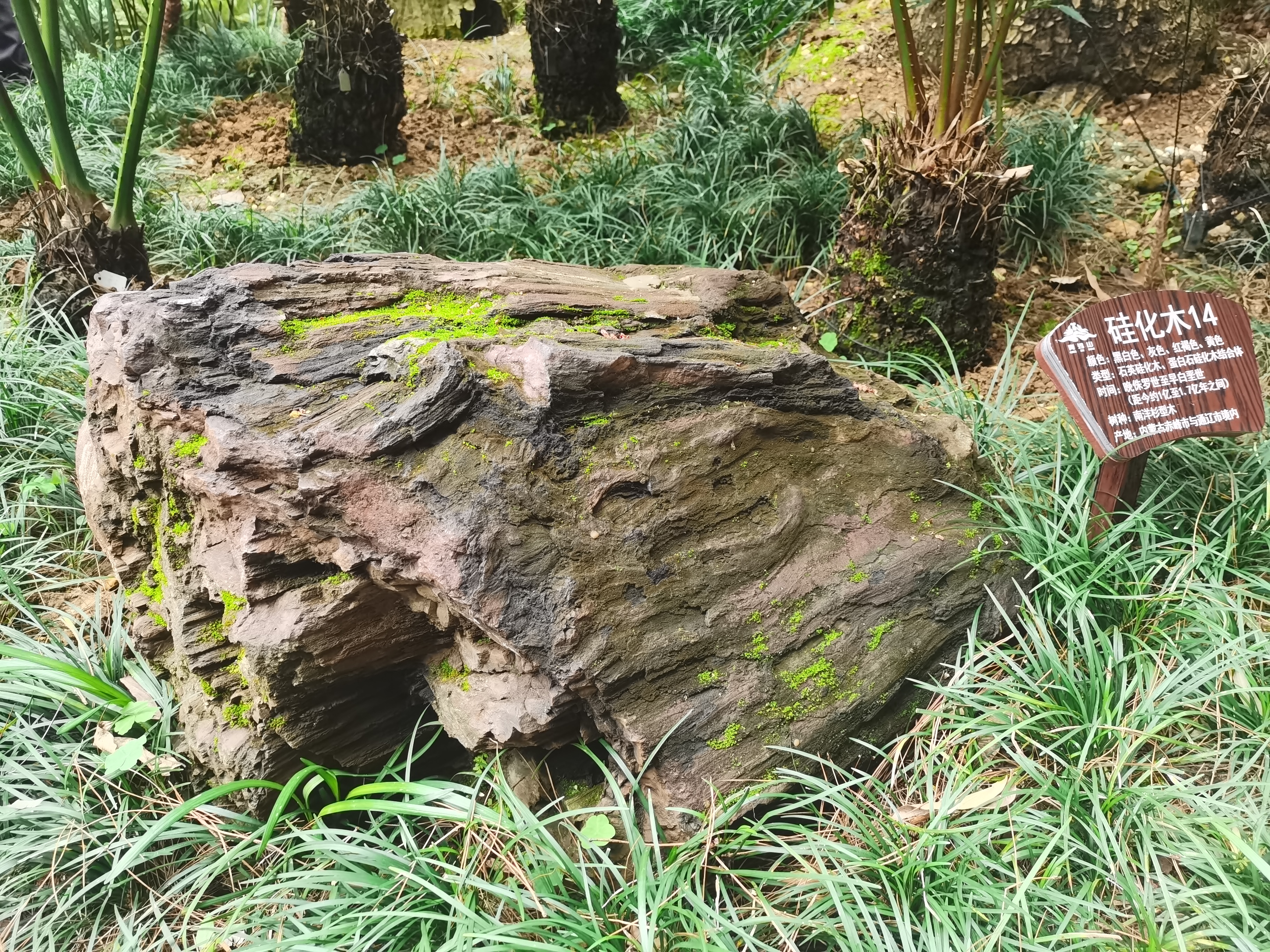 南宁铁树开花图片,青秀山上的铁树开花视频