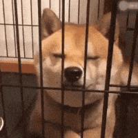 日本人花700万改造成狗,一个男子给狗建造25万的狗窝