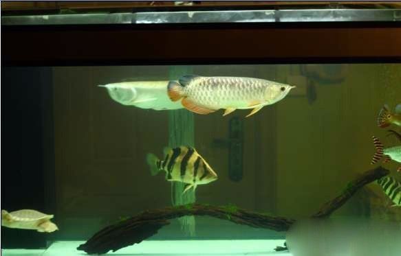 超极品蓝底过背被养成3流街货，最终死亡……