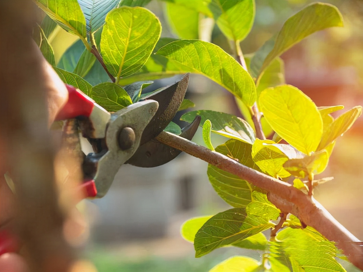 柠檬树适合在家养吗,在家养柠檬树注意点